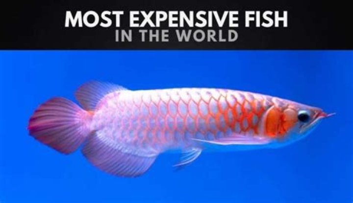 The 10 Most Expensive Fish in the World